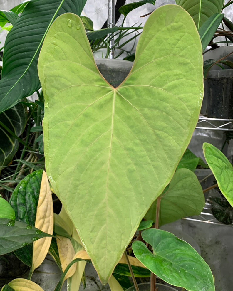 Anthurium sp. Peru x carlablackiae