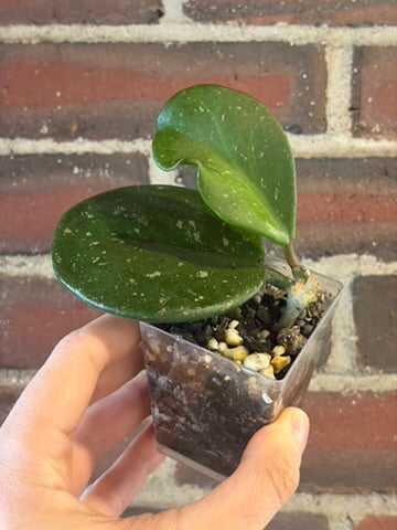 Hoya obovata