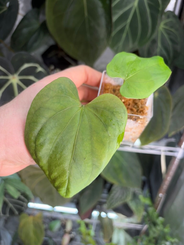 Anthurium papillilaminum A+