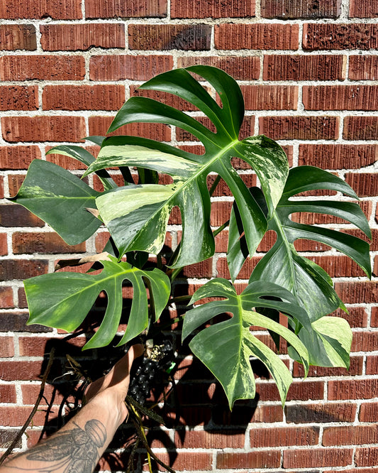 Monstera mint NOID