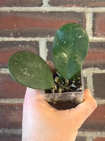 Hoya obovata