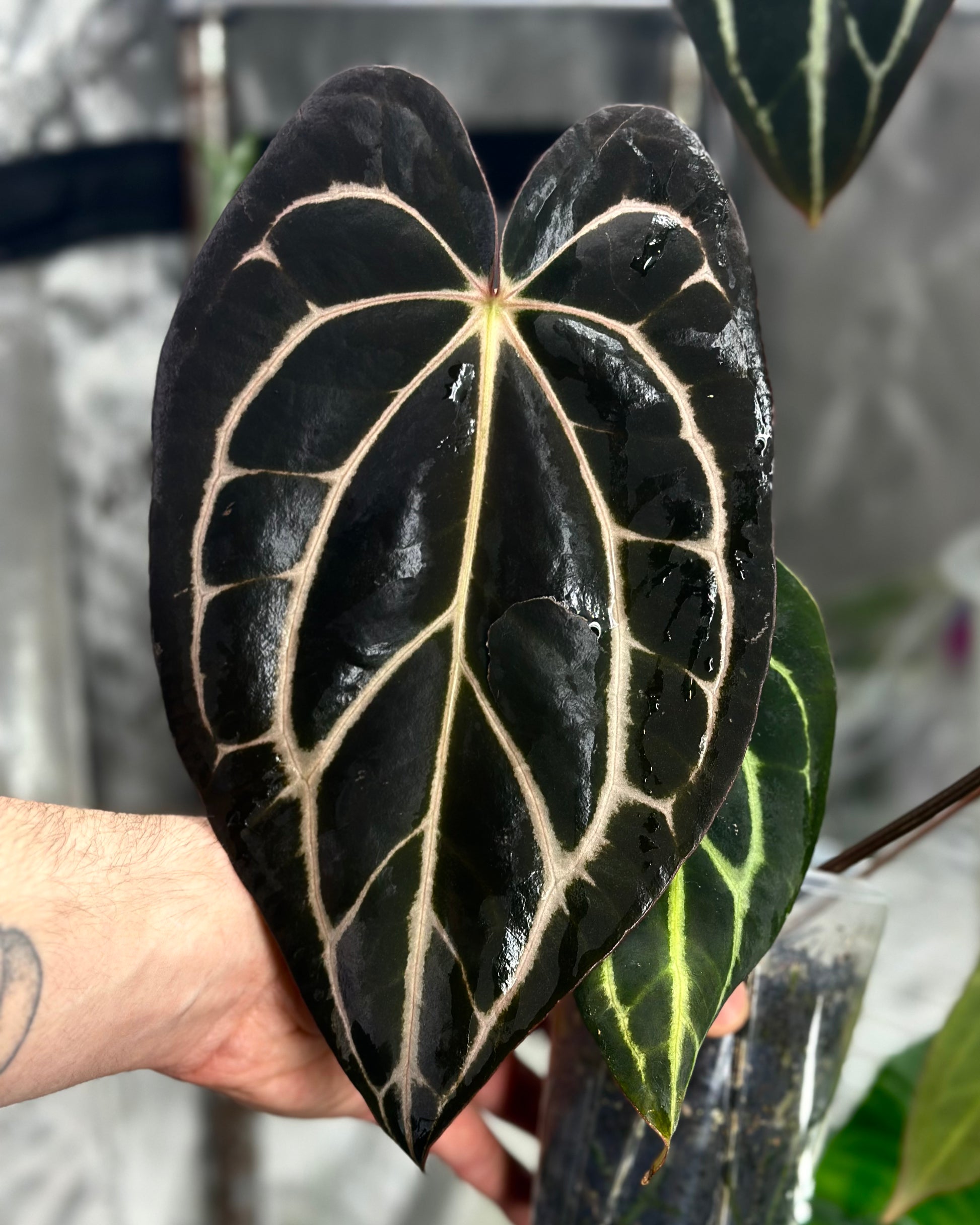 anthurium carlablackiae for sale Anthurium carlablackiae