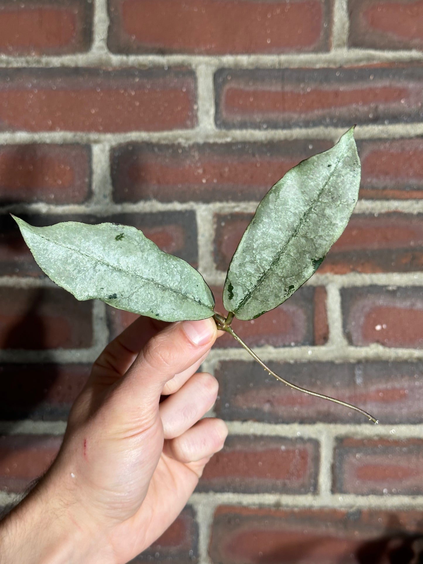 Hoya mitrata / sp. Buntok silver
