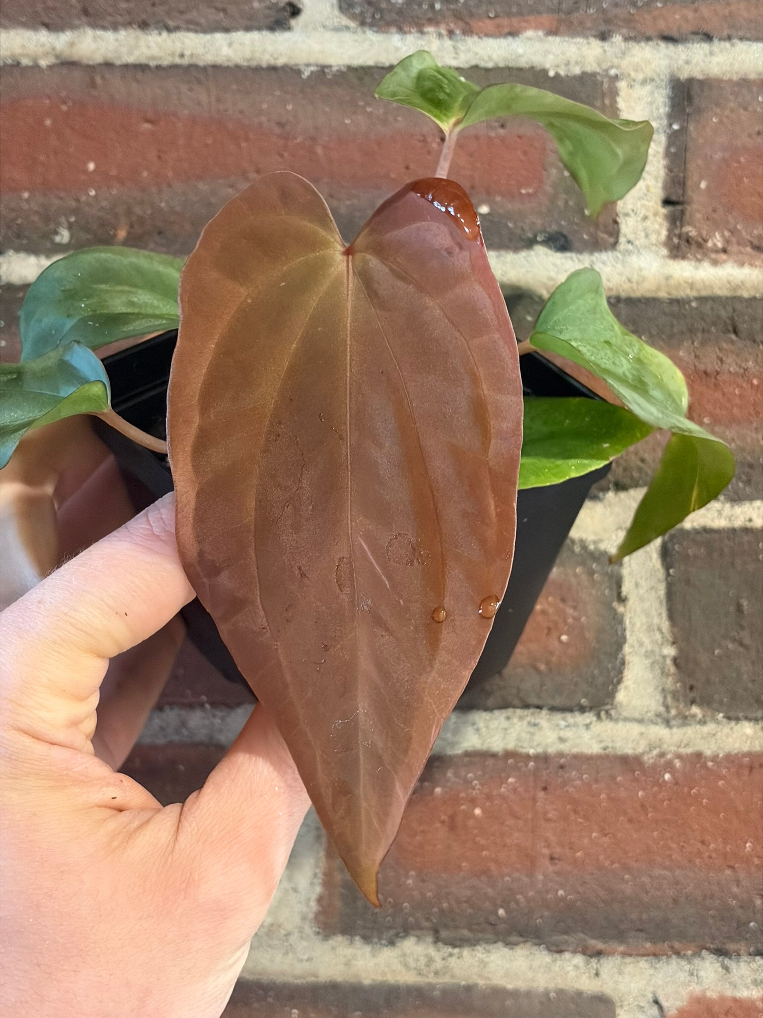 Anthurium antolakii ('BVEP') – hoyahole