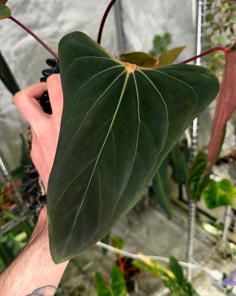 Anthurium portillae (Dorito)