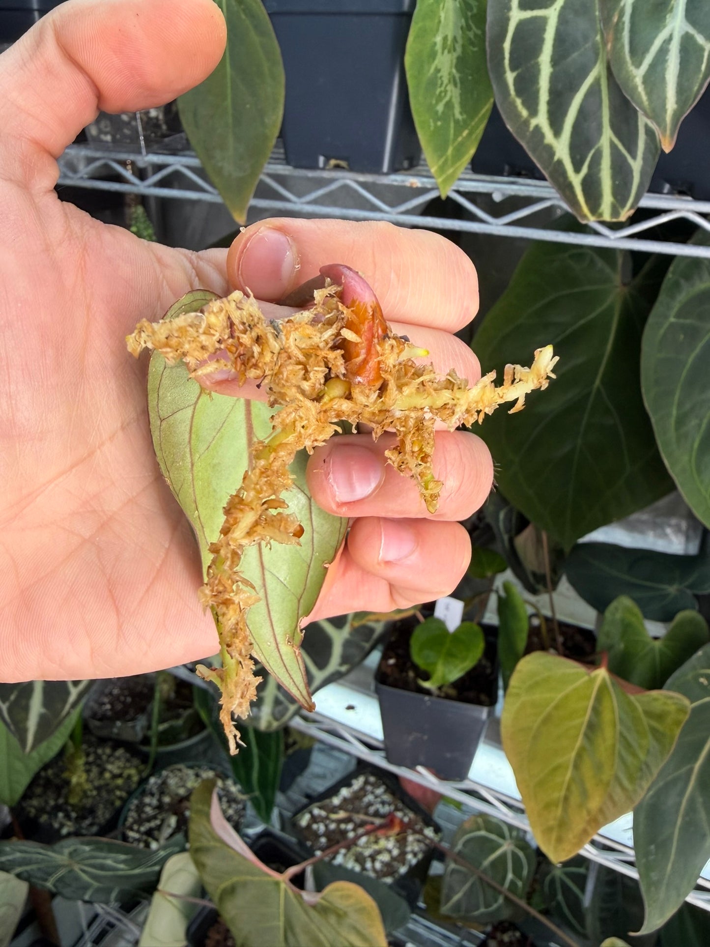 Anthurium besseae aff.