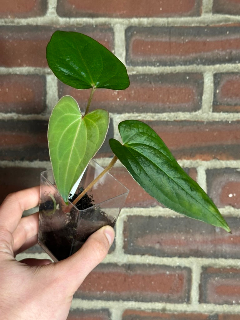 Anthurium sp. Peru x carlablackiae