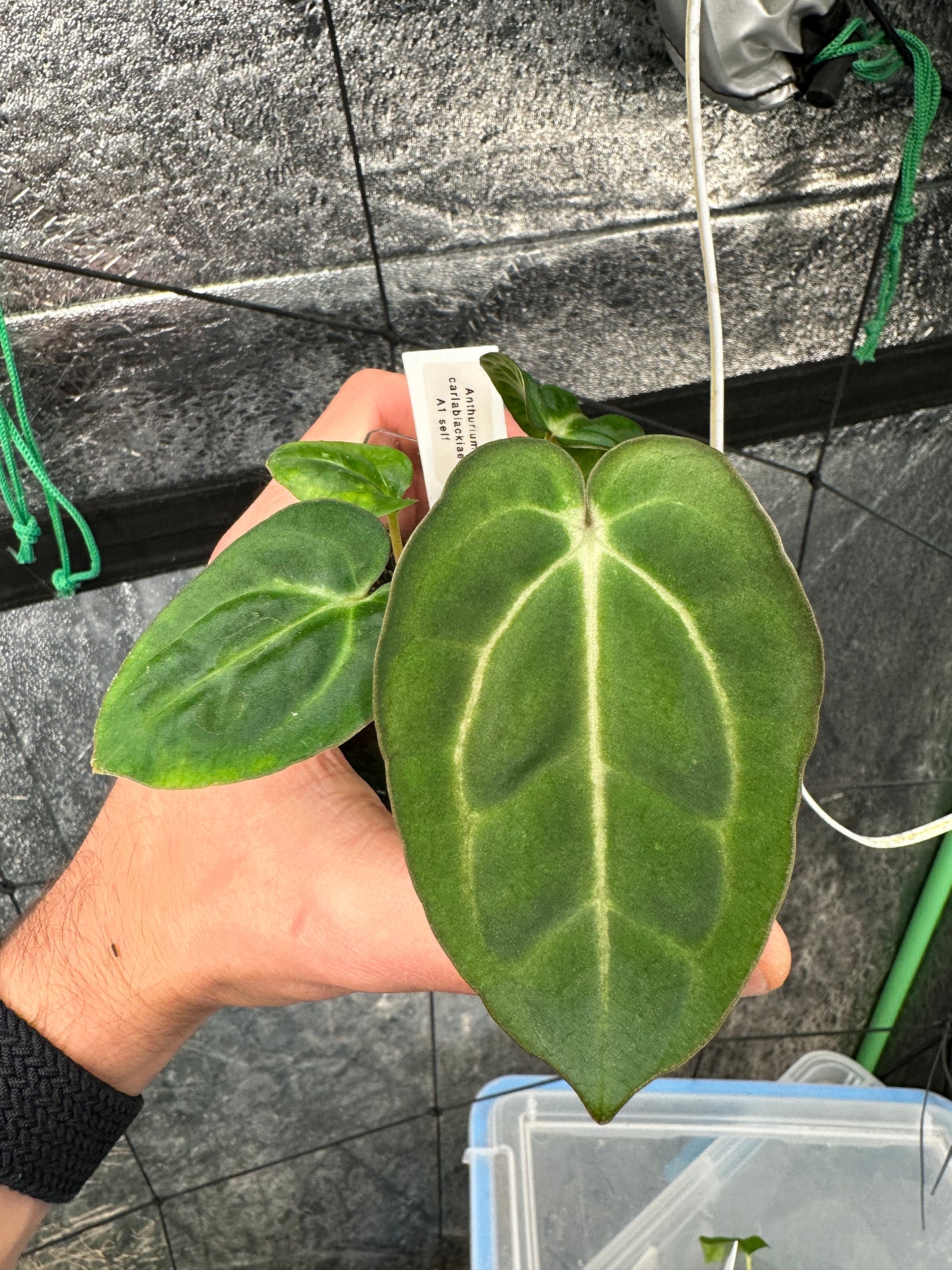 Anthurium carlablackiae