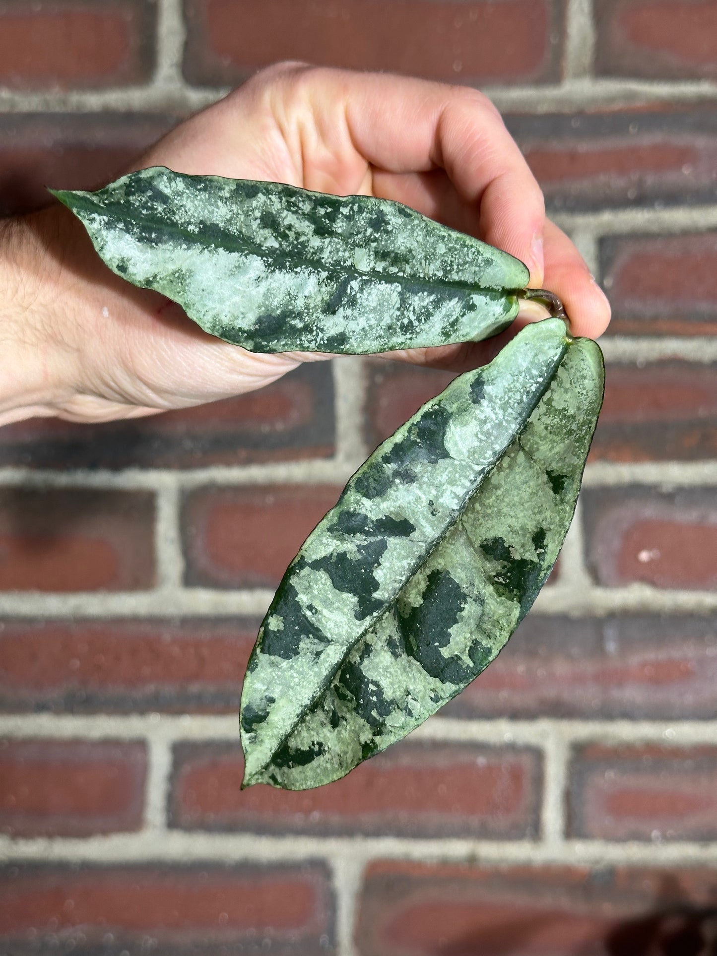 Hoya mitrata / sp. Buntok silver