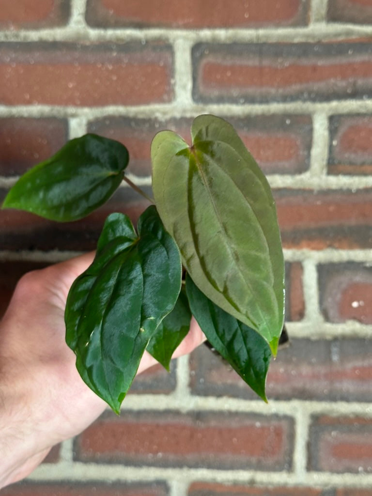 Anthurium antolakii ('BVEP') – hoyahole