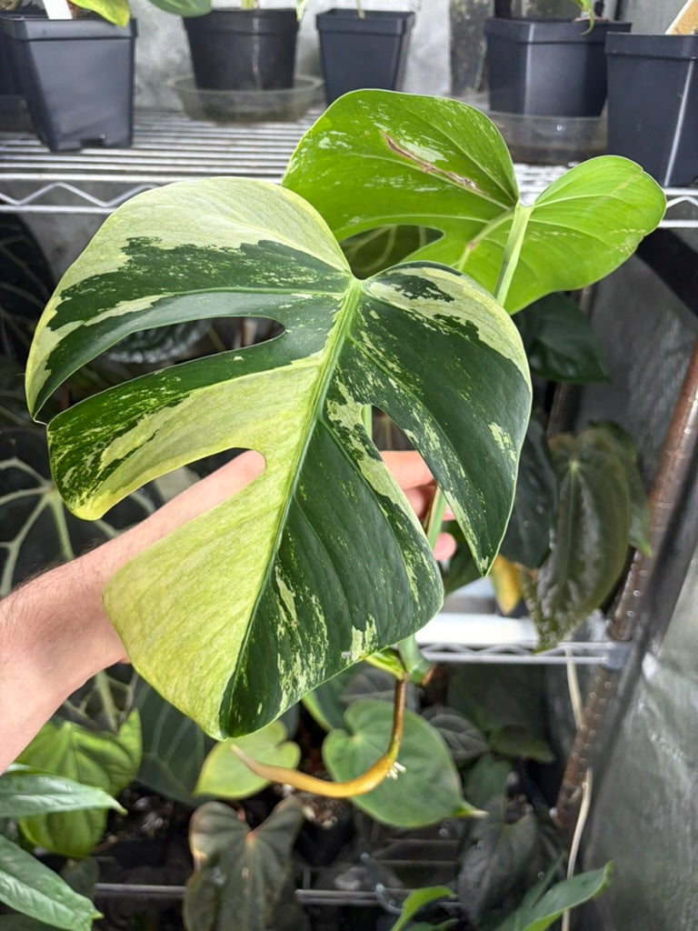 Monstera mint NOID