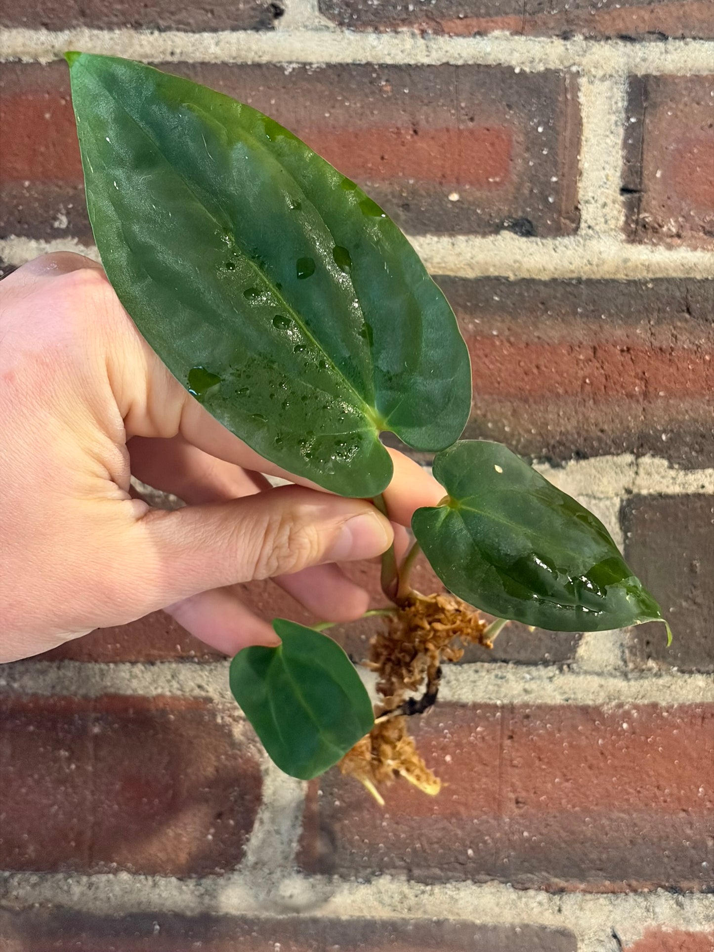 Anthurium antolakii ('BVEP')