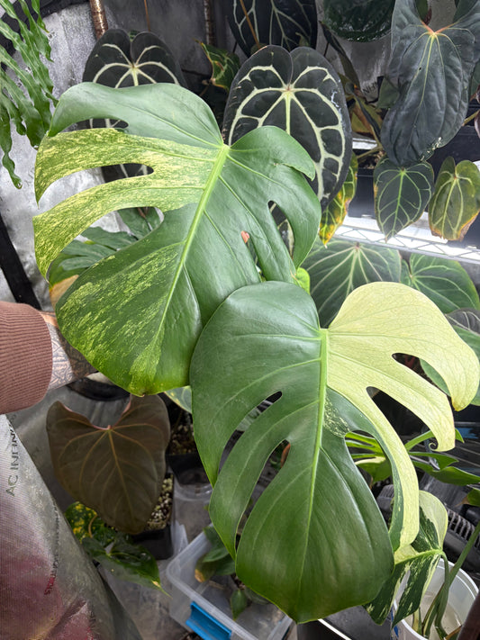 Monstera ‘Thrasher Sport’