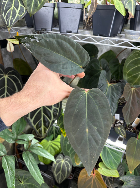 Anthurium portillae x antolakii