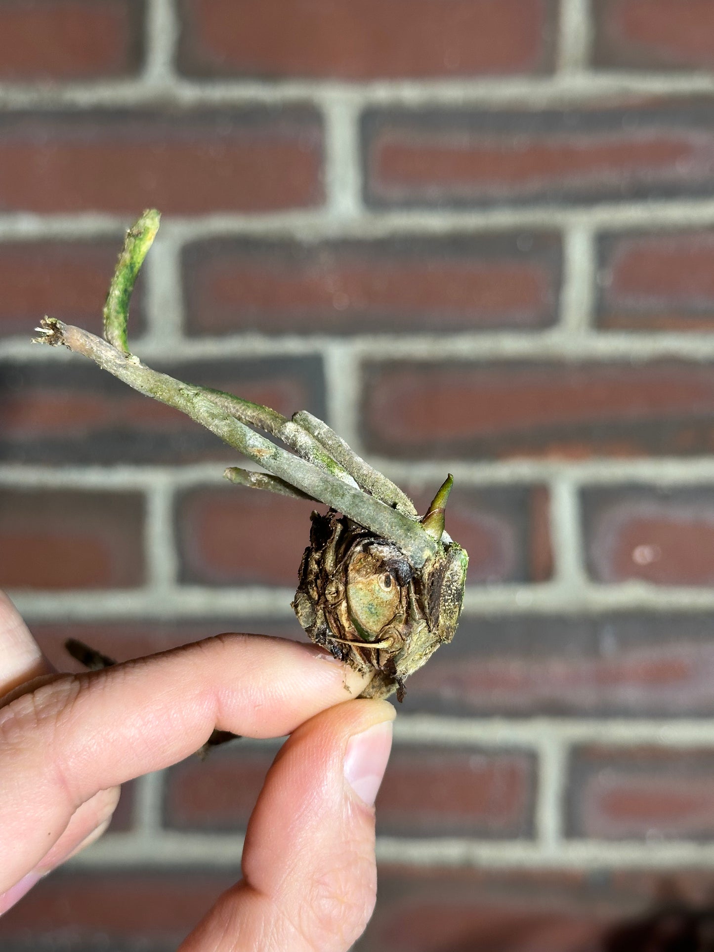 Anthurium portillae (Dorito)