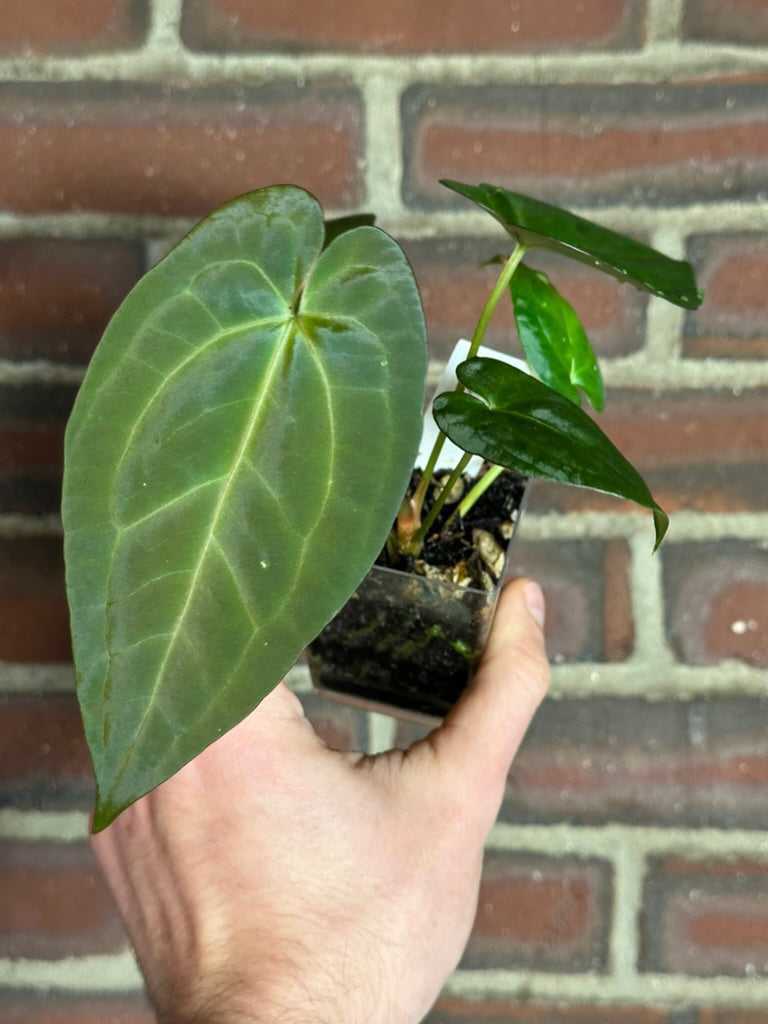 Anthurium 'Mikey Boy' x 'Dark Phoenix'