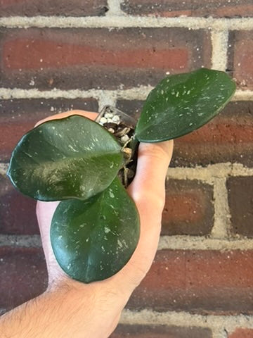 Hoya obovata