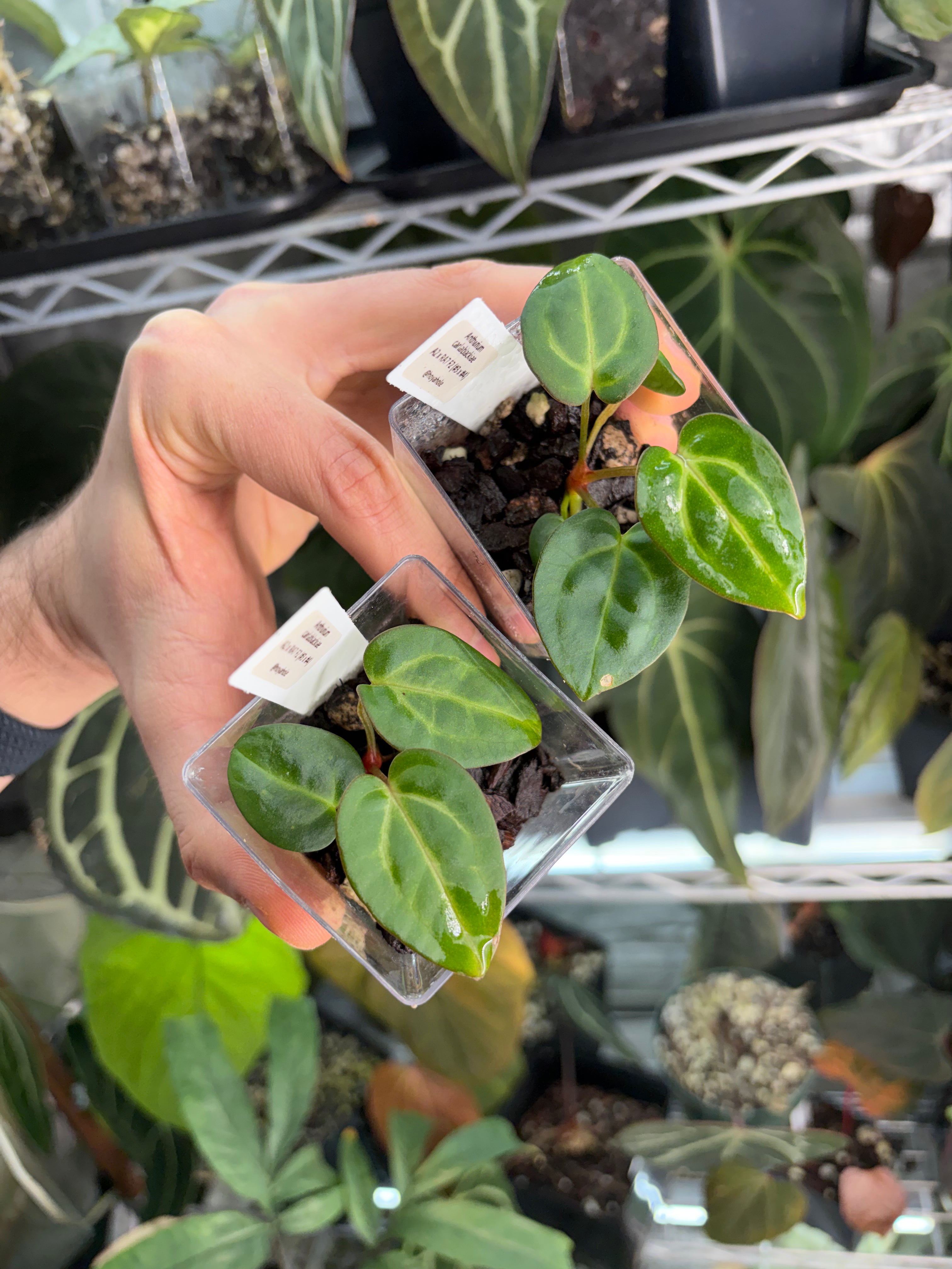 その他観葉植物 anthurium carlablackiae Anthurium x carlablackiae Carlablackiae – Plants of HappiestPlants