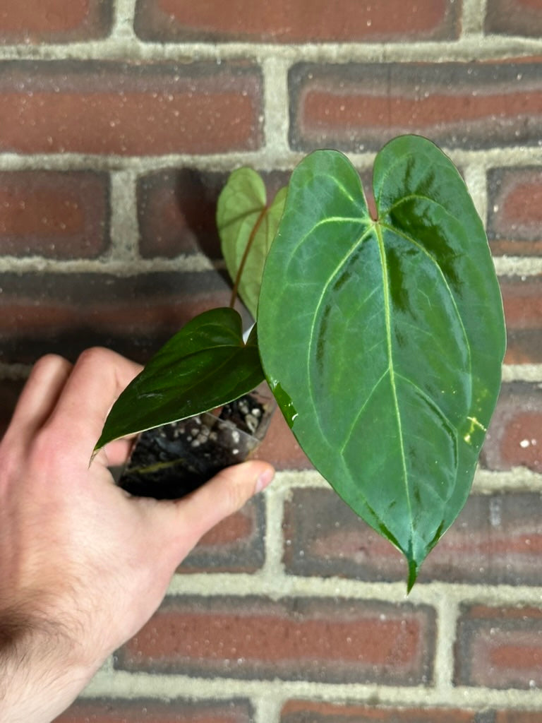 Anthurium 'Mikey Boy' x 'Dark Phoenix'