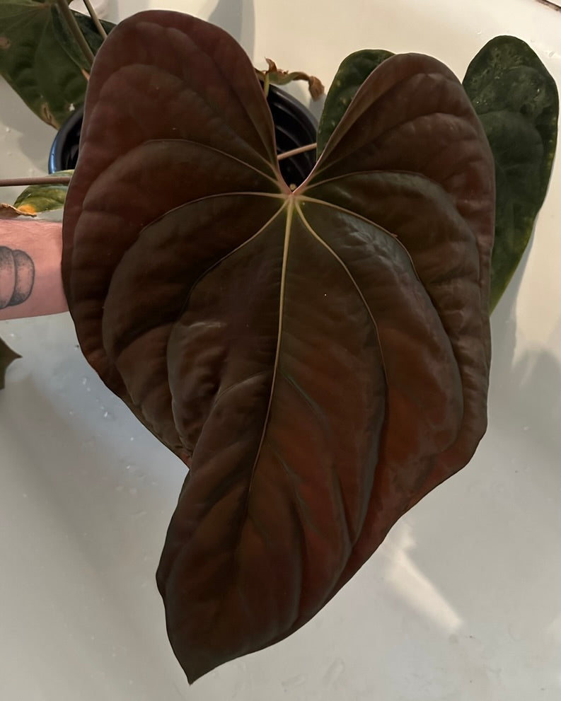 Anthurium antolakii ('BVEP')