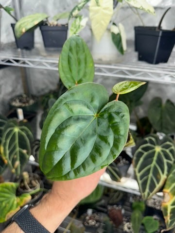 Anthurium 'Dark Phoenix' x luxurians