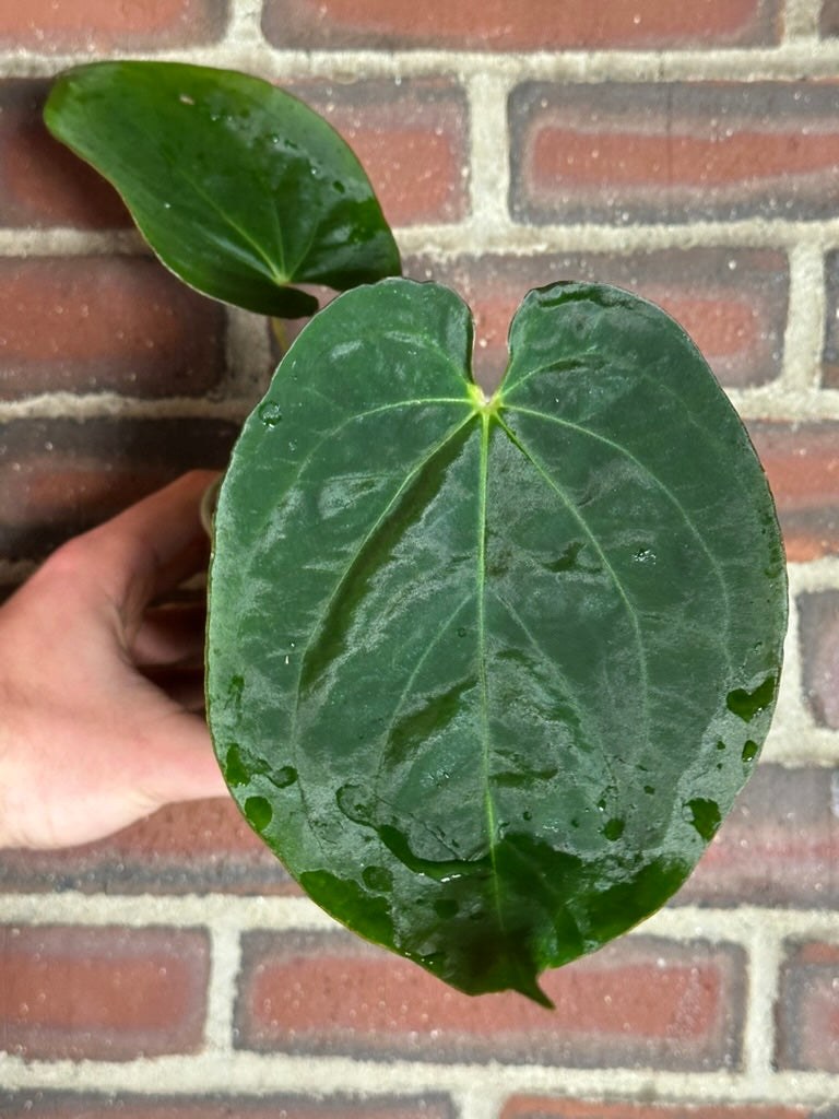 Anthurium 'King of Spades' x antolakii – hoyahole