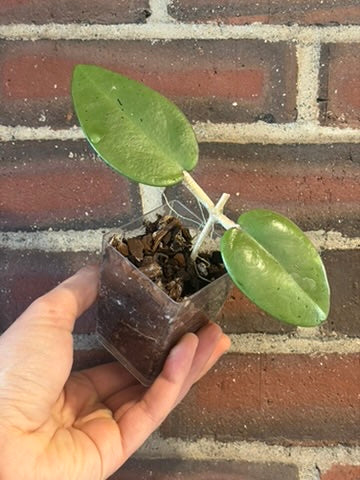 Hoya 'silver dollar' MB 1405 AG