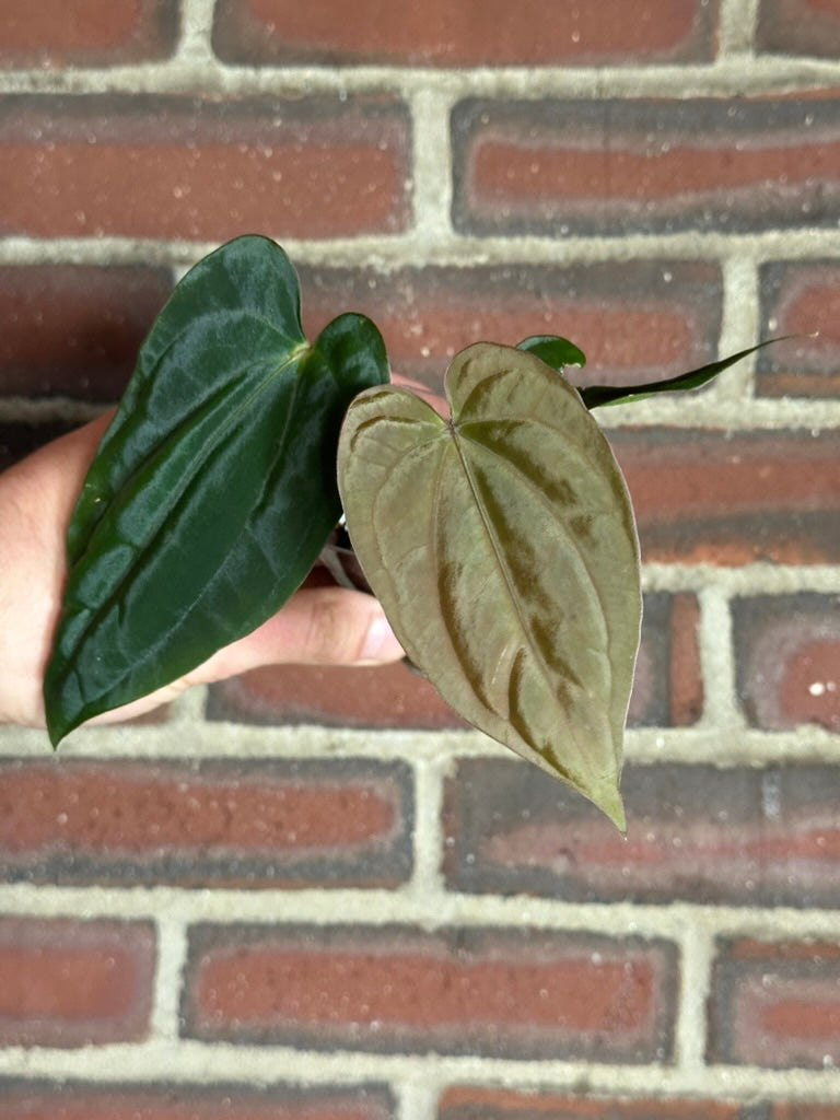 Anthurium antolakii ('BVEP')