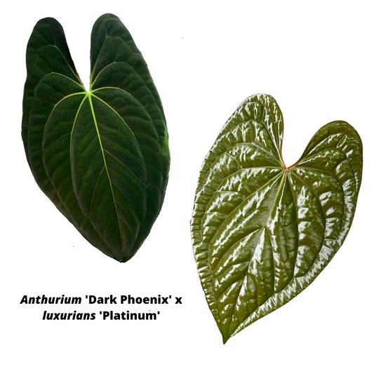 Anthurium 'Dark Phoenix' x luxurians 'Platinum'