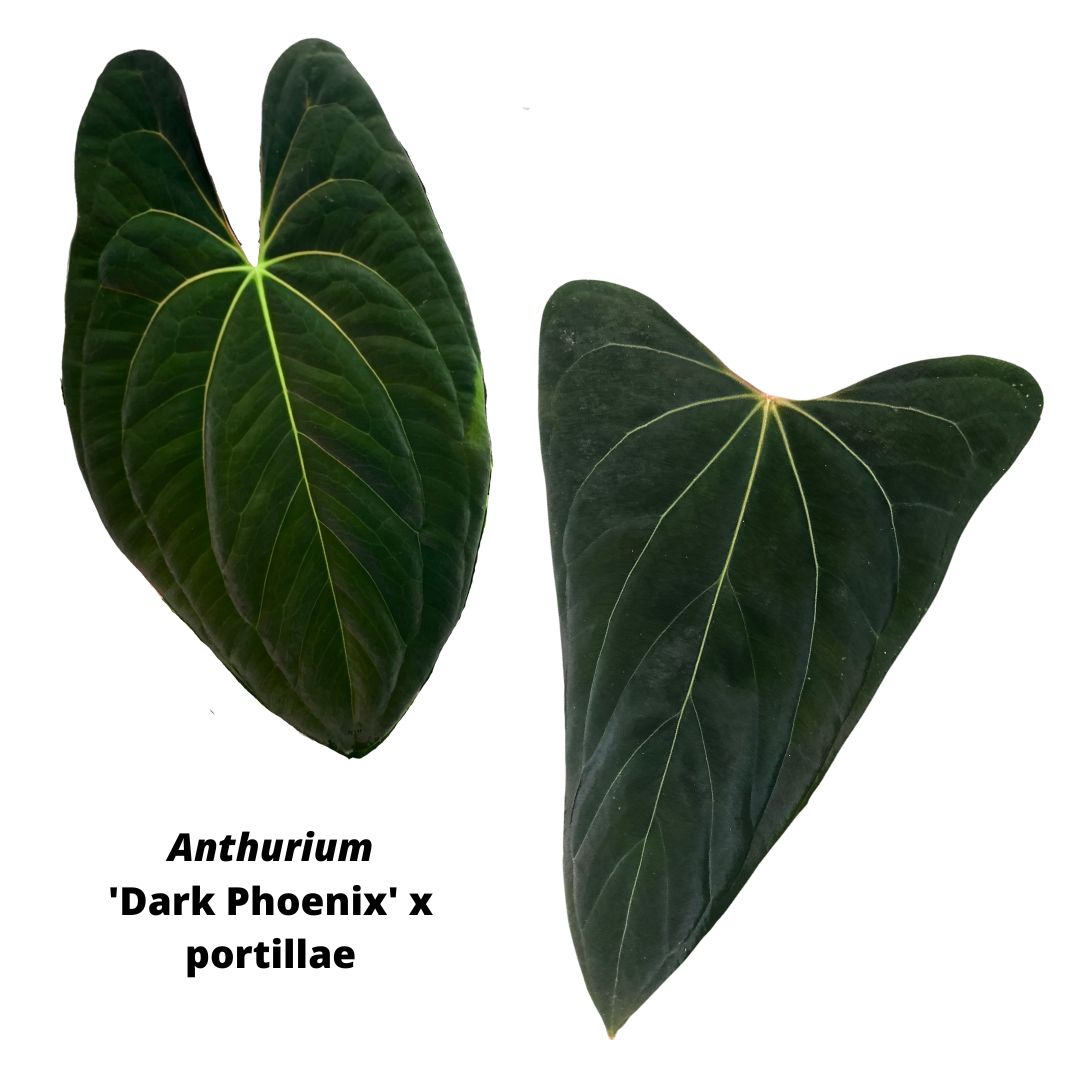 Anthurium 'Dark Phoenix' x portillae