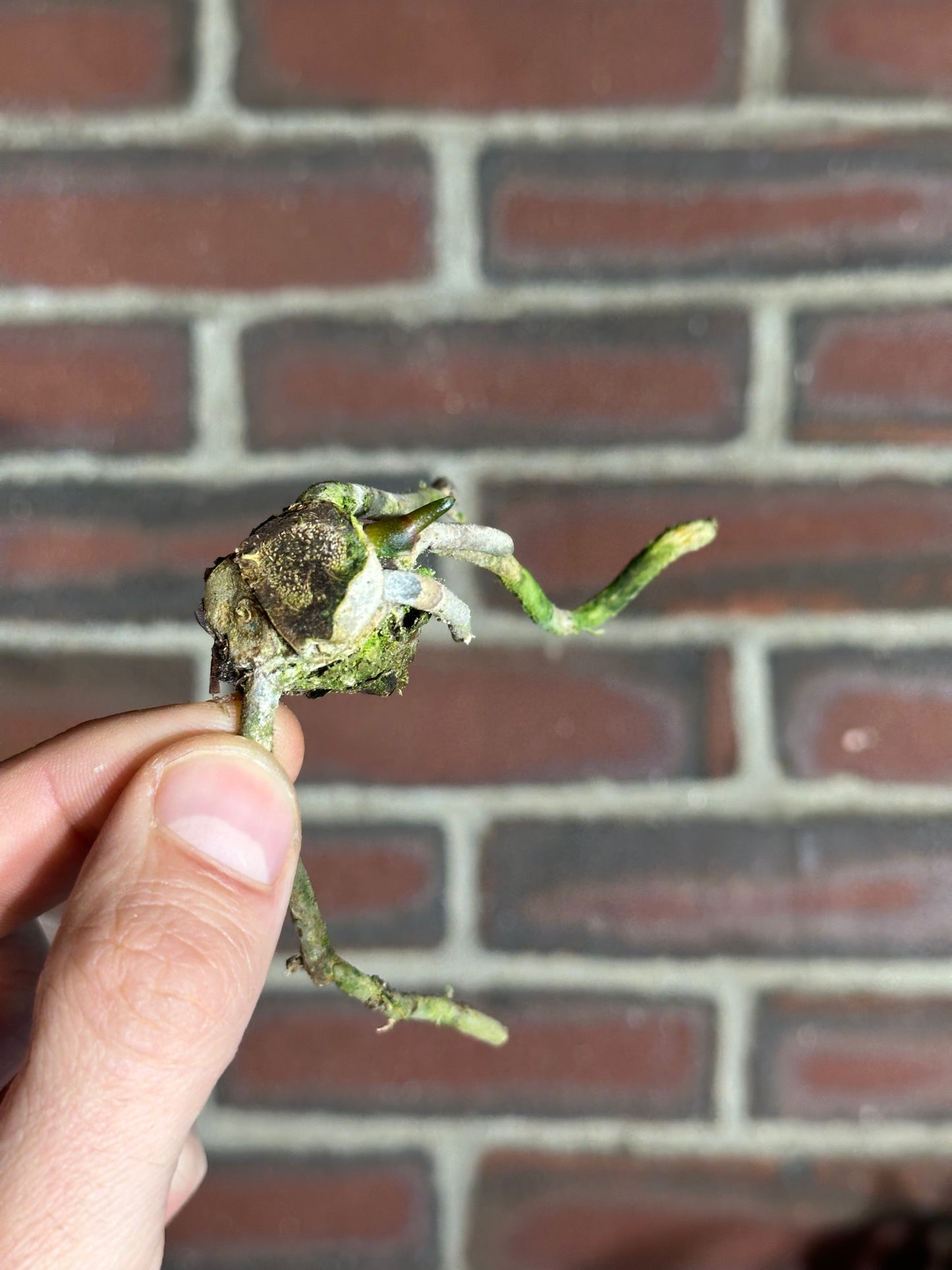 Anthurium portillae (Dorito)