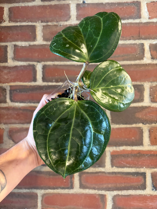 Hoya latifolia sp. Sarawak