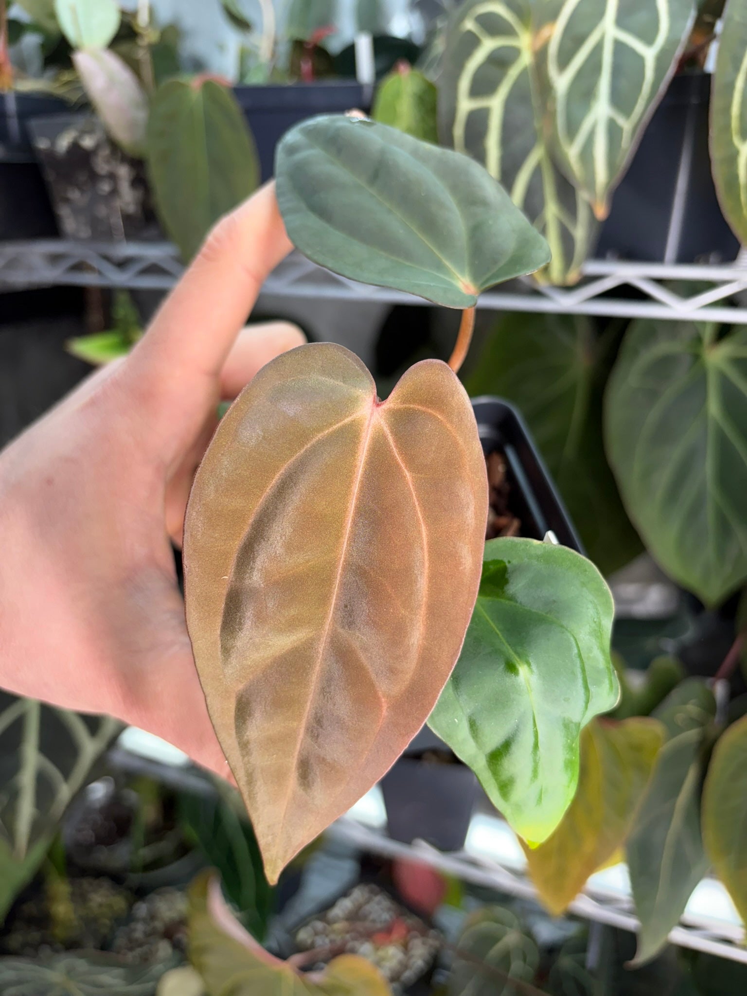 Anthurium antolakii x carlablackiae – hoyahole