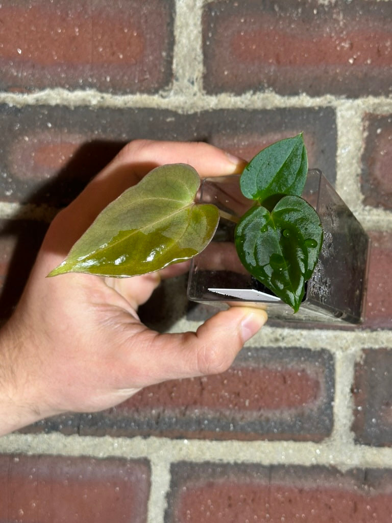 Anthurium 'King of Spades' x antolakii