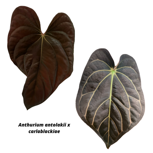 Anthurium antolakii x carlablackiae