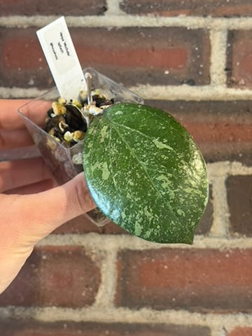Hoya 'Michele' (splash)