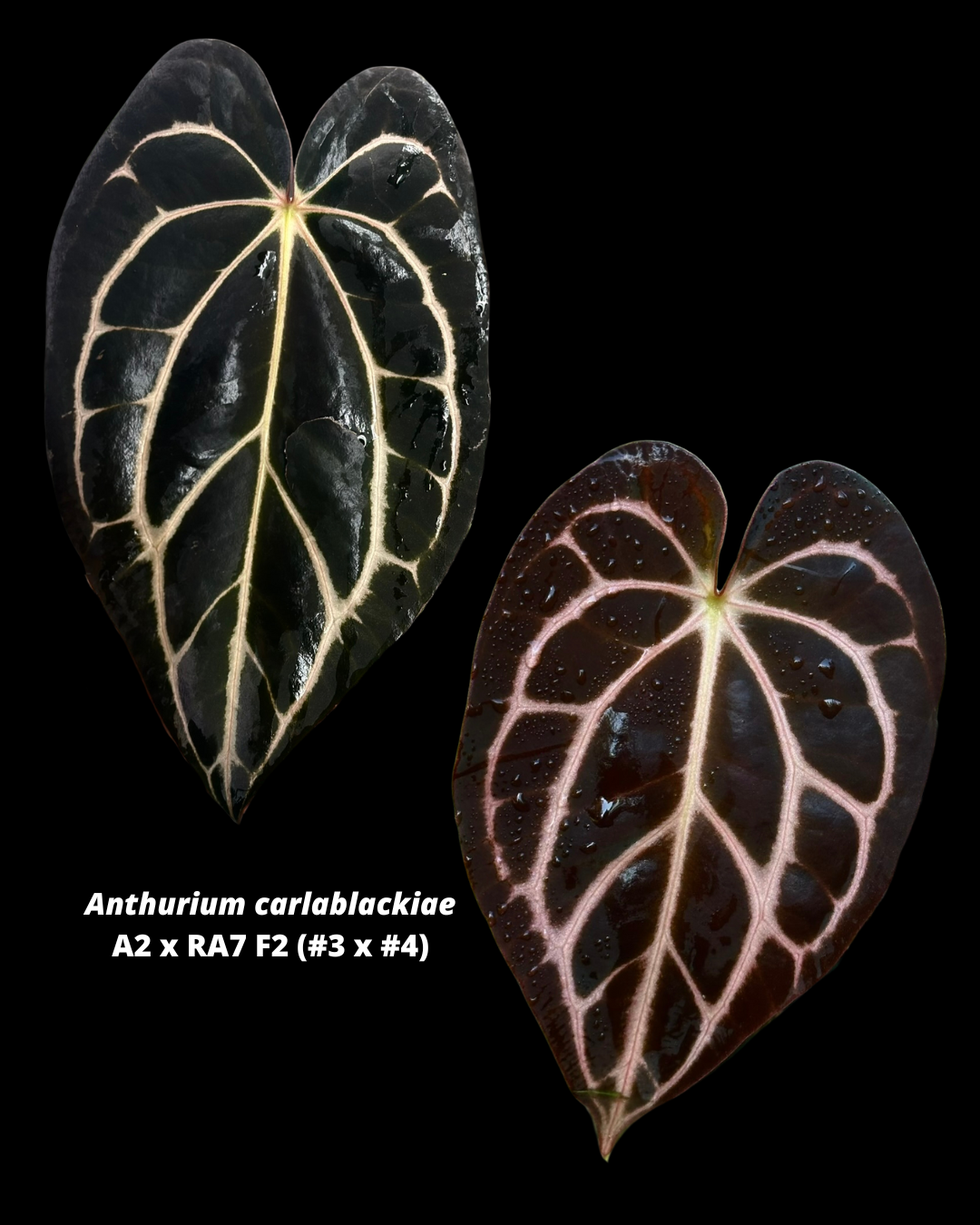 anthurium carla blackii Anthurium carlablackiae – hoyahole