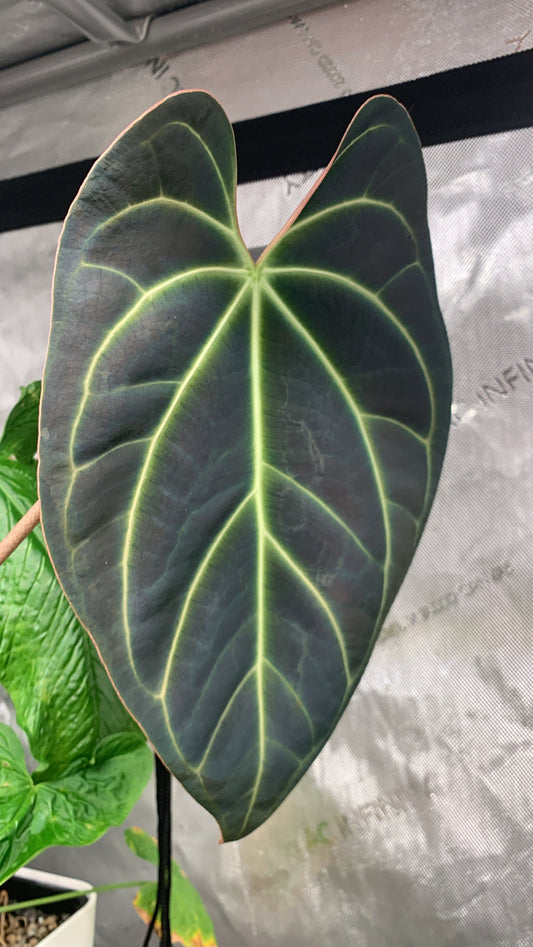 Anthurium besseae aff.