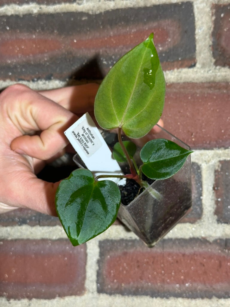 Anthurium 'King of Spades' x antolakii – hoyahole