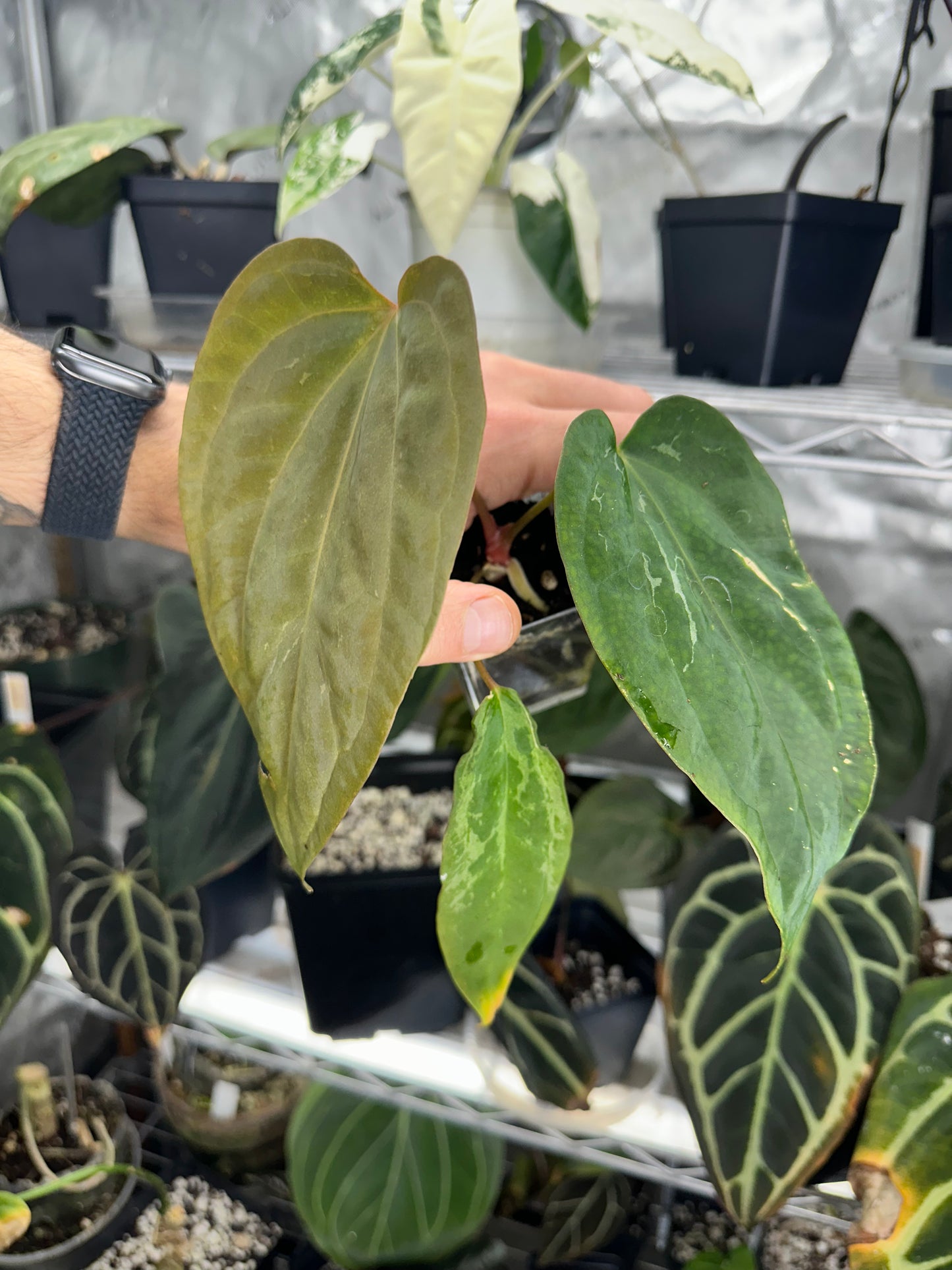 Anthurium portillae x antolakii