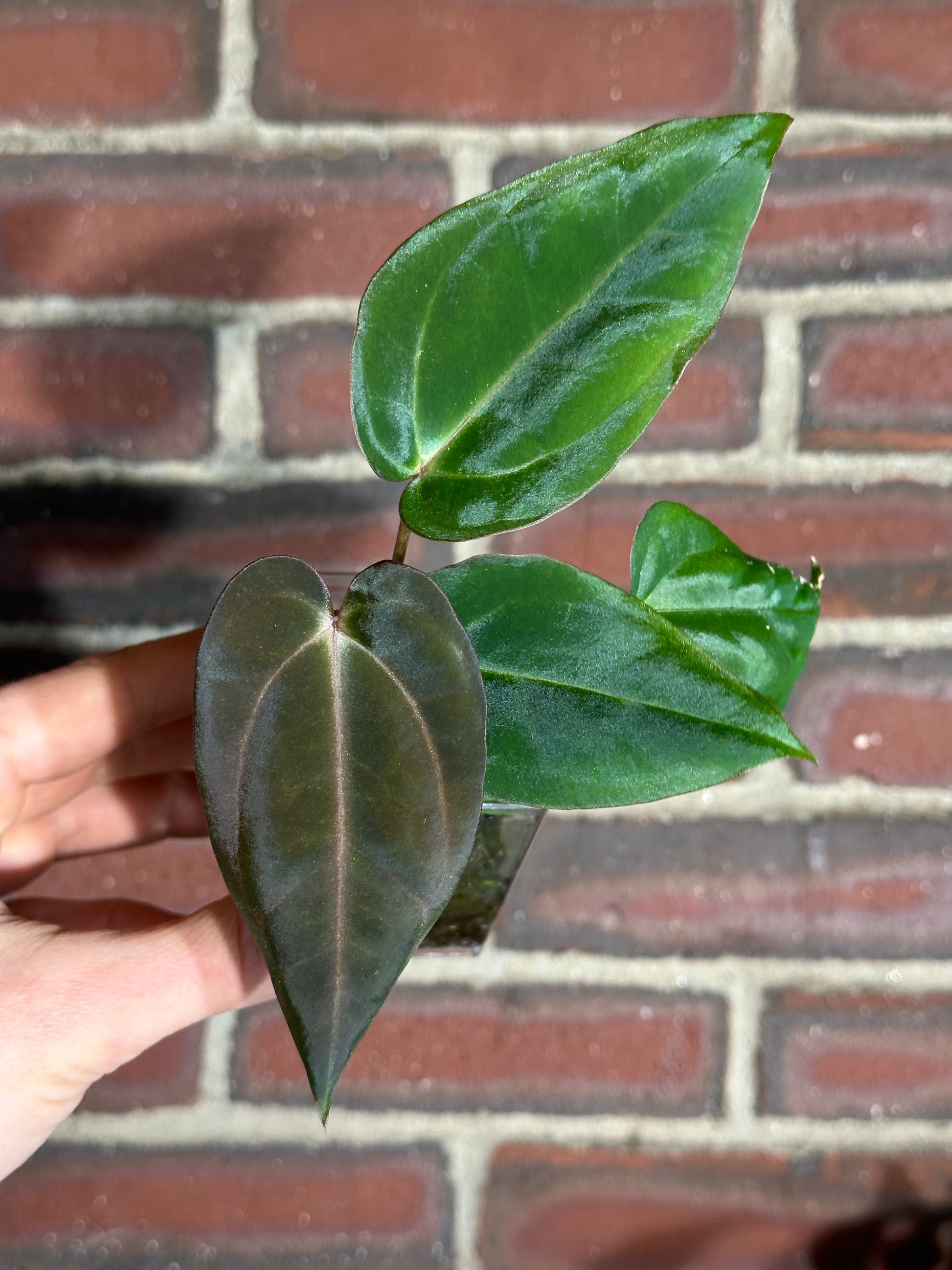 Anthurium antolakii x carlablackiae – hoyahole Anthurium antolakii x carlablackiae – hoyahole