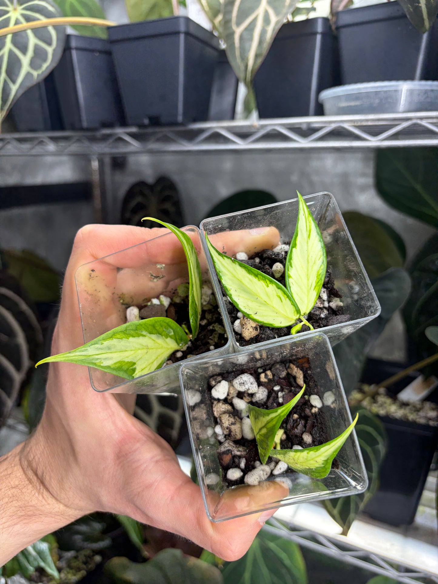 Hoya polyneura inner variegated