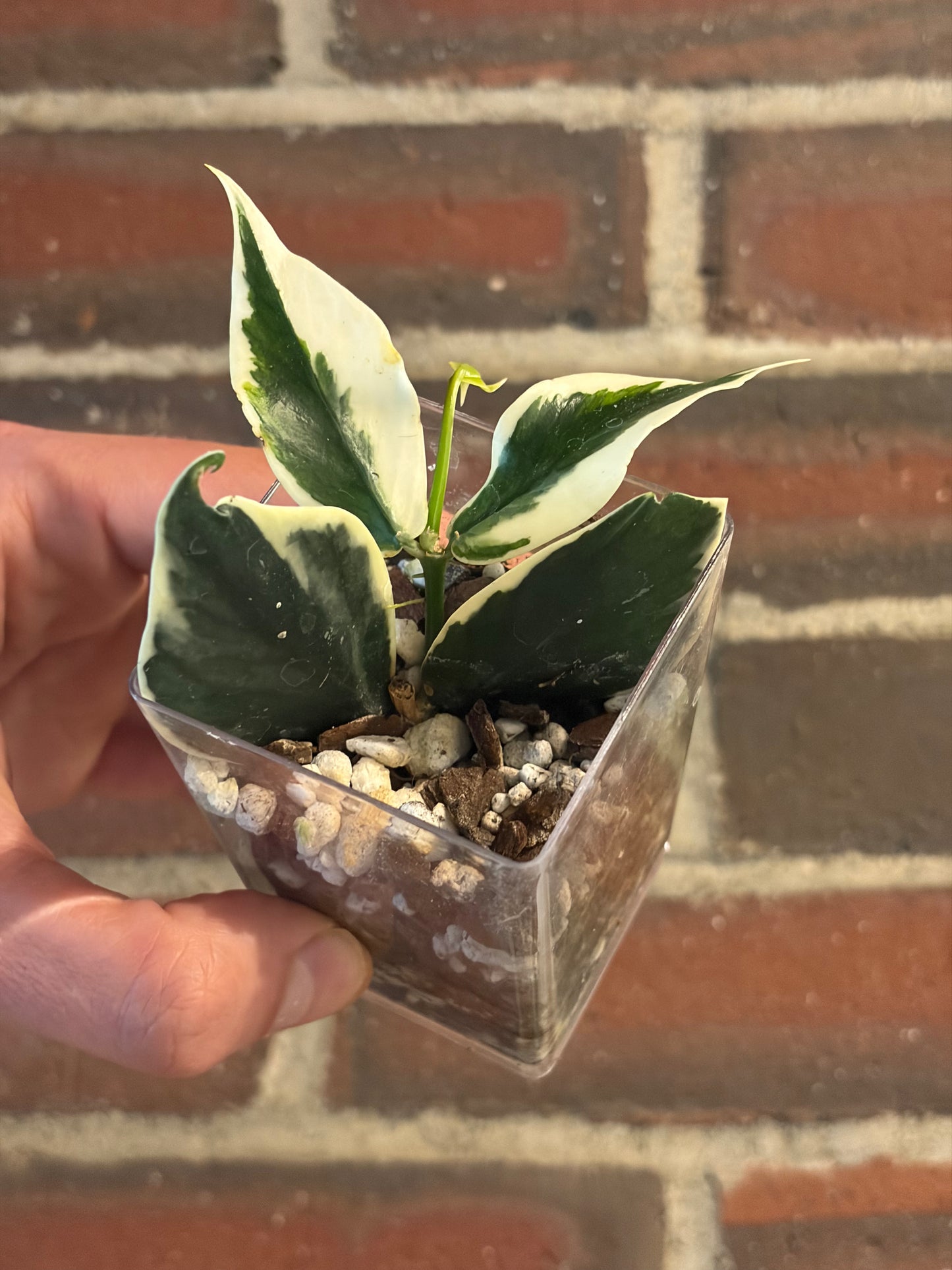 Hoya polyneura albomarginata – hoyahole