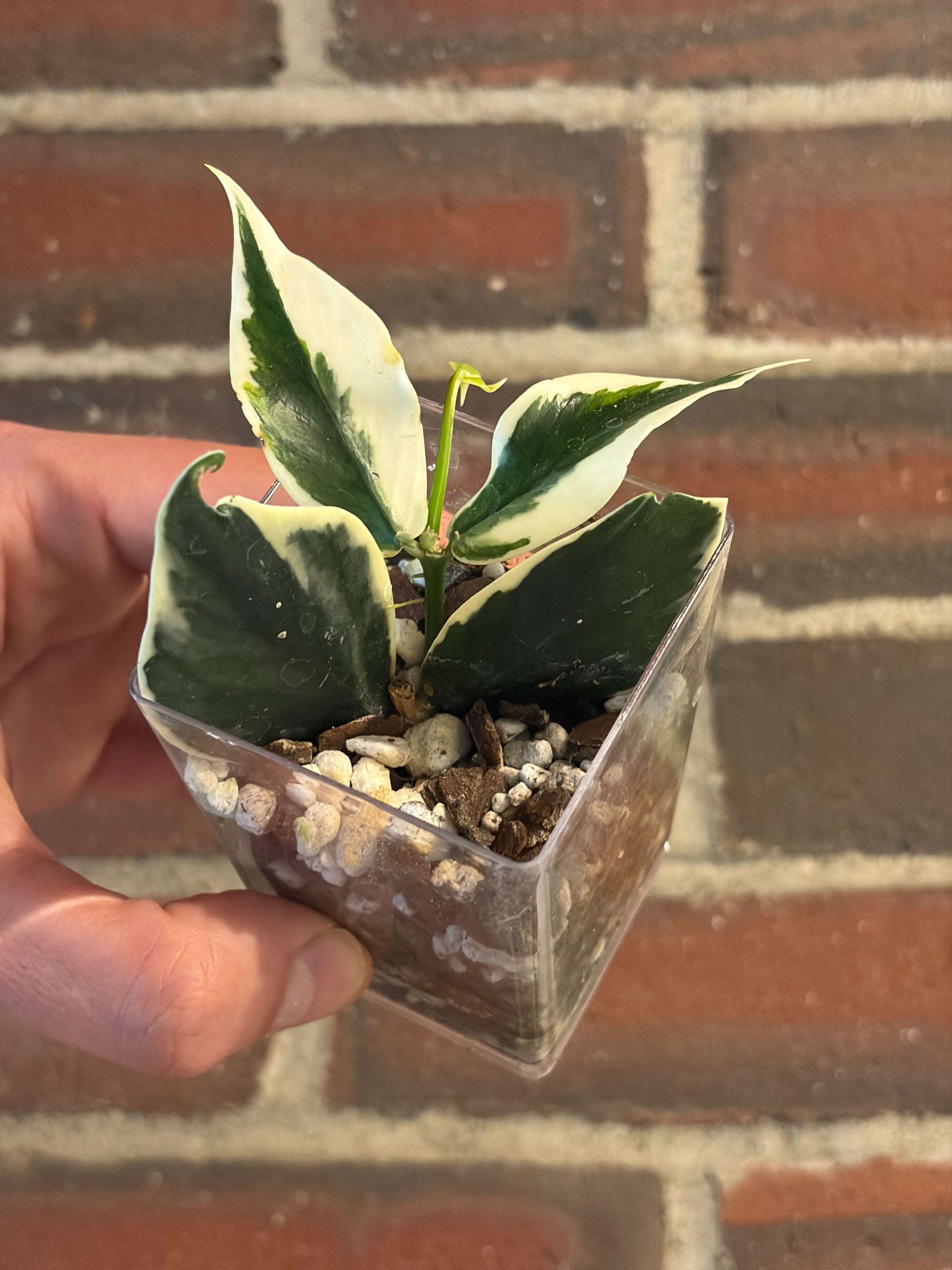 Hoya polyneura albomarginata – hoyahole