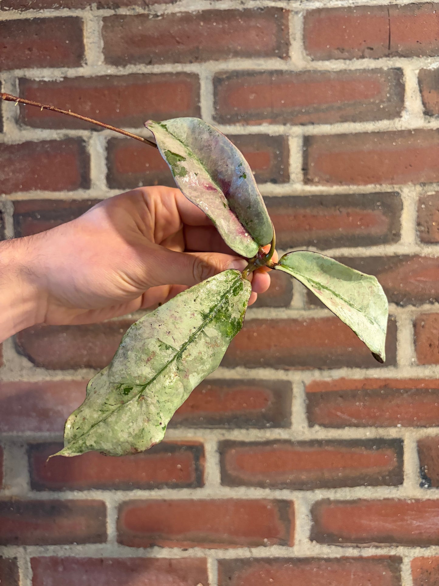 Hoya mitrata / sp. Buntok silver