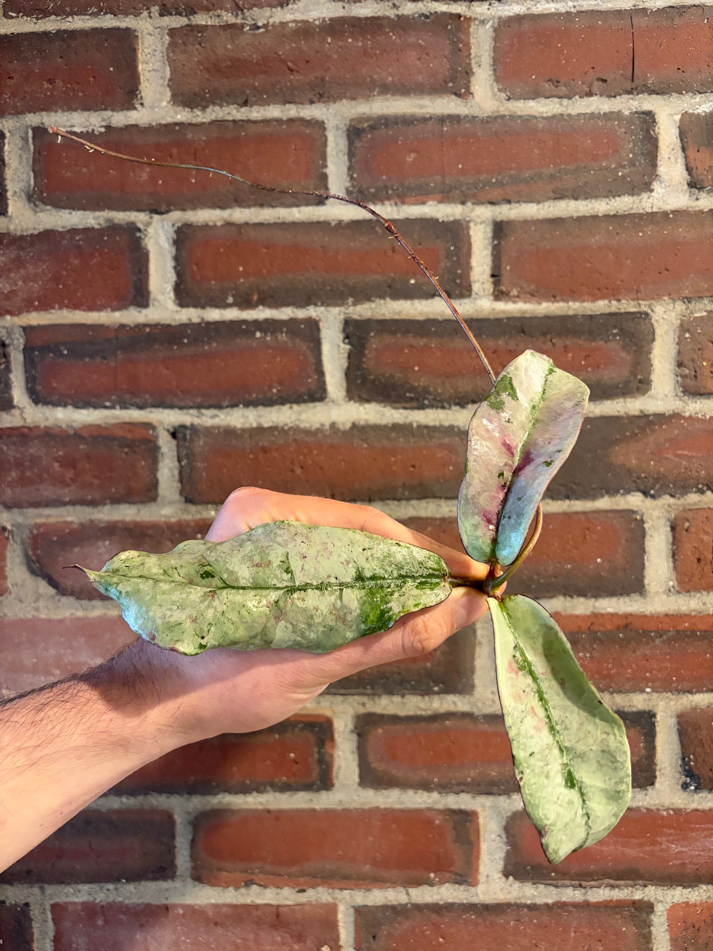 Hoya mitrata / sp. Buntok silver
