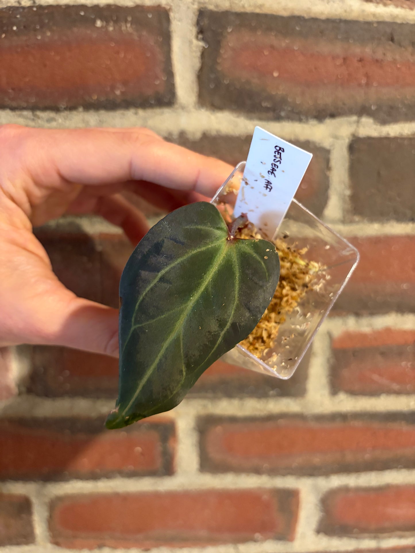 Anthurium besseae aff.