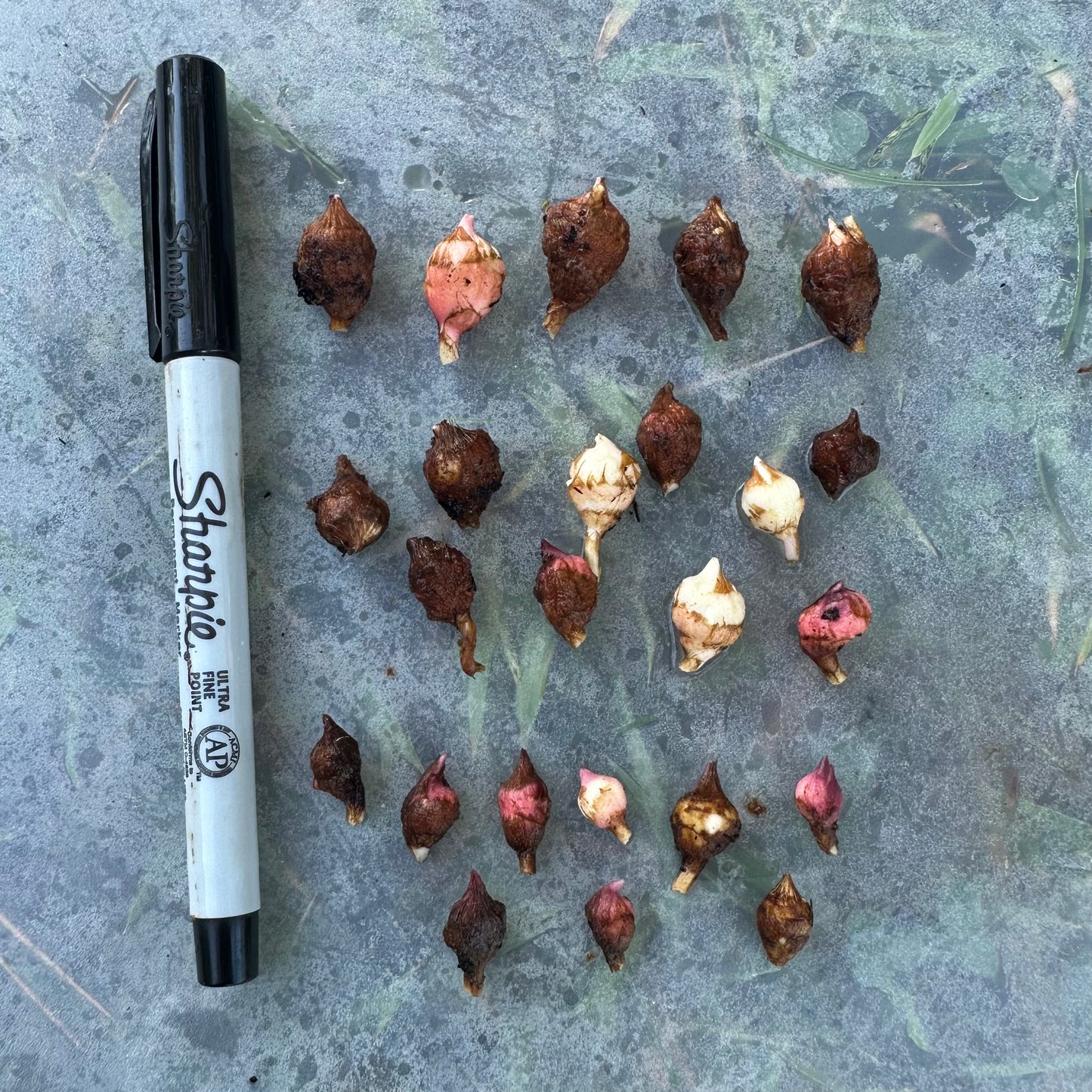 Alocasia macrorrhiza black stem variegated