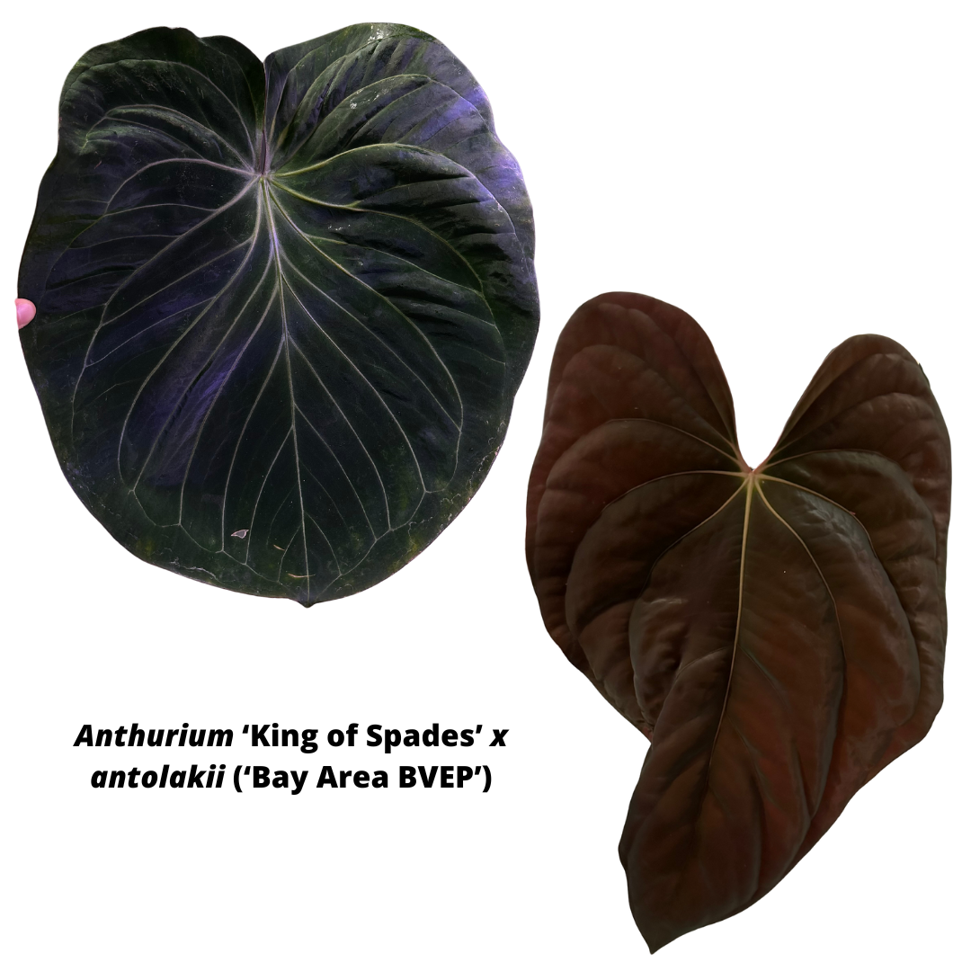 Anthurium 'King of Spades' x antolakii – hoyahole