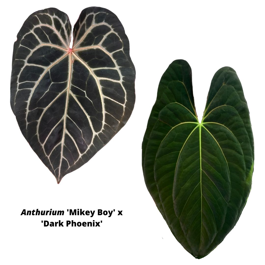 Anthurium 'Mikey Boy' x 'Dark Phoenix'
